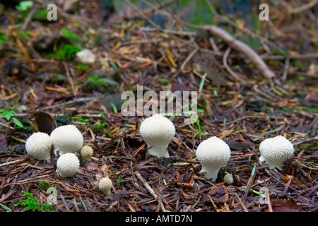 Pilze im Wald Stockfoto