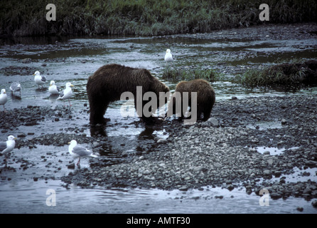 Braunbär-Sau mit jungen essen Lachs Migfiq Fluss Alaska Stockfoto