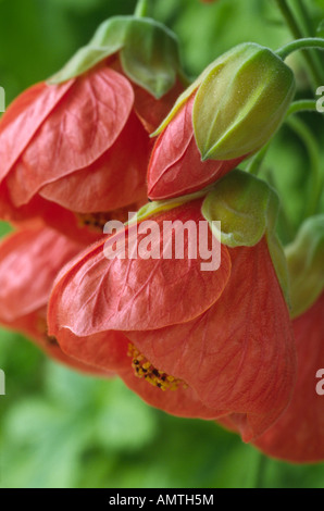 Frameworks "Marion" AGM (indische Malve, Blüte Ahorn, Salon Ahorn) Nahaufnahme von roten Blumen und Knospe. Stockfoto