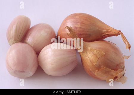 Allium Cepa var. Aggregatum "Mikor" (Schalotte) schaufelte und ungeschälte Birnen. Stockfoto