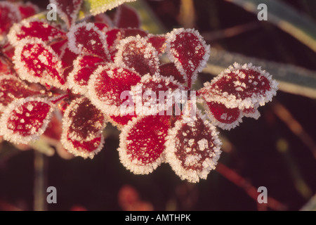 Berberis Thunbergii Atropurpurea "Harlekin" (Berberitze) Hoar frost auf den Blättern. Stockfoto