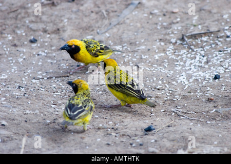 Kenia-Masai-Mara-Speke s Weber Ploceus spekei Stockfoto