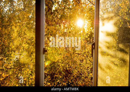 Eine weinende Birke Blätter Blick durch ein offenes Fenster im Sonnenlicht durch den Herbst. Stockfoto