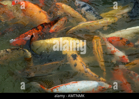 Foto von Goldfisch Koi shanghai china Stockfoto