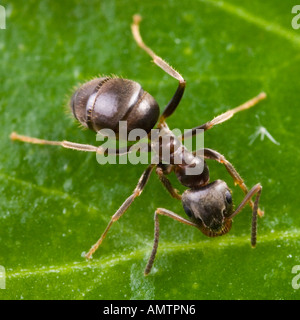 Schwarzer Garten Ameisen (Lasius Niger) Stockfoto