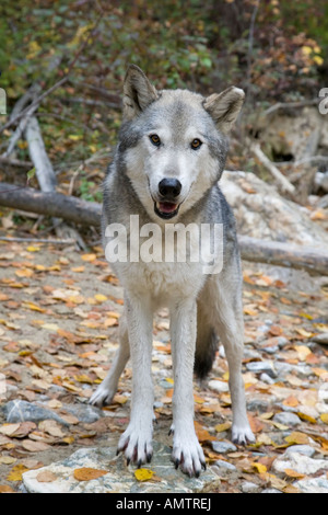 Ein Erwachsener Nordamerikanisch Grey Wolf Stockfoto