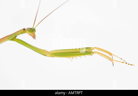 Praying Mantis Seite Ansicht Kopf und Krallen Stockfoto