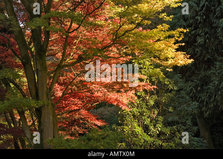 Herbstfärbung Westonbirt Arboretum Tetbury Gloucestershire, England uk Stockfoto