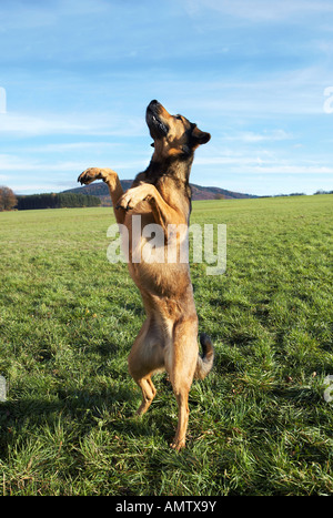 halbe Rasse Hund - Stand auf der Wiese Stockfoto