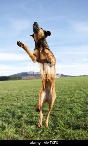 halbe Rasse Hund - springen auf der Wiese Stockfoto