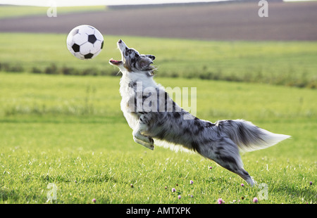 Australian Shepherd. Erwachsener Hund auf einer Wiese, der mit einem Ball spielt Stockfoto