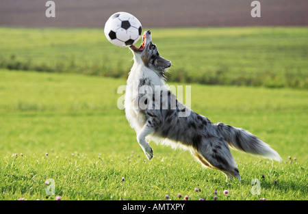 Australian Shepherd Dog - Spiele mit ball Stockfoto