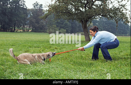 halbe Rasse Hund und Frau - spielen Stockfoto