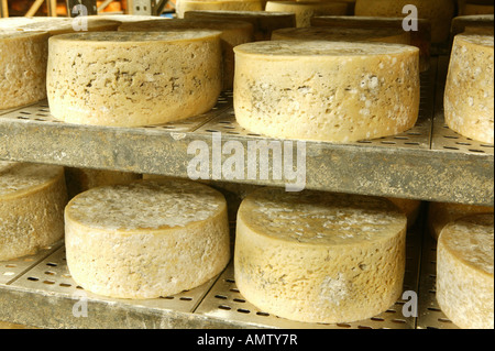 Cabrales-Käse reift in einer Höhle Stockfoto