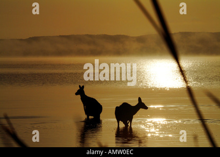 Kängurus See Sonnenaufgang-Queensland-Australien Stockfoto