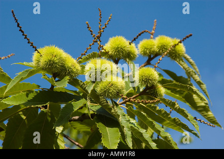 Kastanie (Castanea Sativa Mill.) auf einem Baum Stockfoto