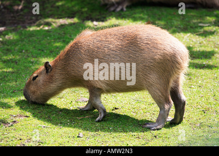 Capybara oder Wasser Schwein (Hydrochoerus Hydrochaeris) Tiergarten Schönbrunn, Wien, Österreich Stockfoto