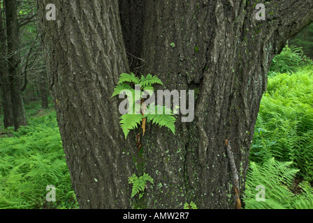 Farn wächst auf einem Baum, Shenandoah-Nationalpark, Virginia, USA Stockfoto