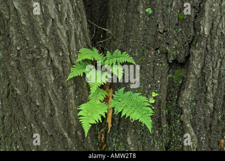 Farn wächst auf einem Baum, Shenandoah-Nationalpark, Virginia, USA Stockfoto