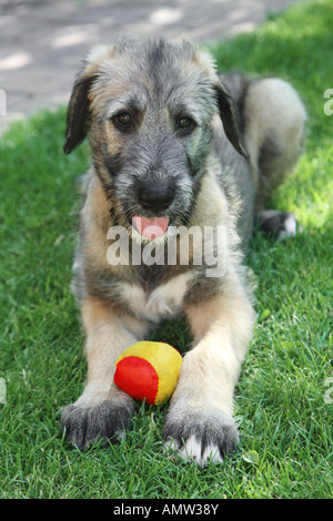 junge irische Wolfshund - liegend Stockfoto