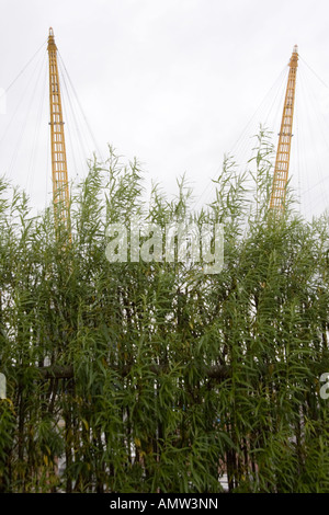 Millennium Dome hinter Bambus Stockfoto