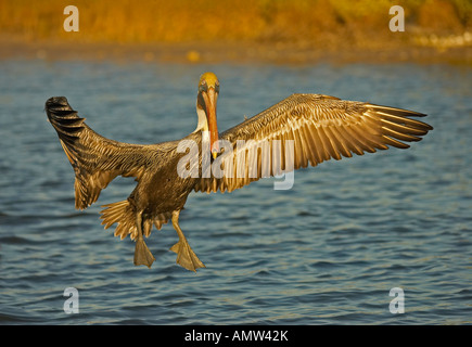 Brauner Pelikan Pelecanus Occidentalis Rockport, Texas USA Stockfoto