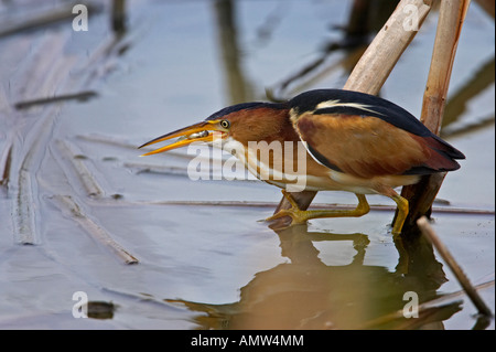 Wenigsten Rohrdommel Ixobrychus Exilis männlichen Elritze Essen Fisch Port Aransas Texas USA Stockfoto