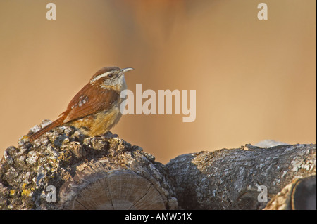 Bewick ´s Wren Thryomanes Bewickii Sonnenuntergang Texas USA Stockfoto