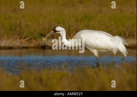 Schreikranich Grus Americana Aransas National Wildlife Refuge USA Stockfoto