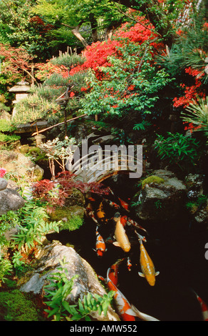 Ein japanischer Garten mit einem Teich mit riesigen Karpfen und eine Miniatur-Brücke Kyoto Japan Stockfoto