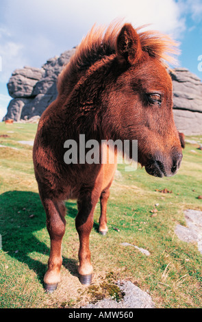 Ein Dartmoor Pony auf Haytor Dartmoor National Park Devon Great Britain Stockfoto