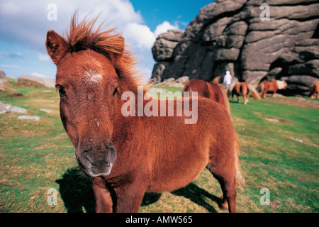 Ein Dartmoor Pony auf Haytor Dartmoor National Park Devon Great Britain Stockfoto