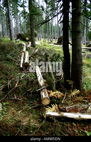 Wald mit geschnittenen Baumstämmen und Ästen auf dem Boden verstreut, umgeben von dichten immergrünen Bäumen und natürlicher Vegetation. Stockfoto