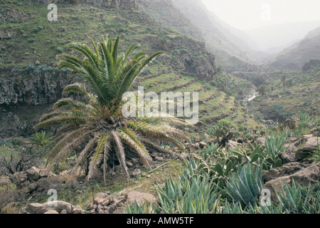 Barranco de argaga, La Gomera, Spanien Stockfoto