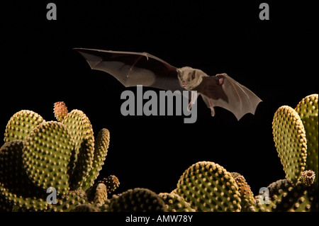 Geringerem langnasigen Bat Leptonycteris Curasoae ArizonaUSA Stockfoto