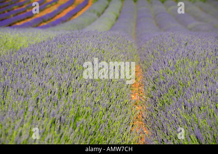 Auf der Suche nach unten über die Zeilen von Lavendel wächst im Sommer in Heacham, Norfolk. Stockfoto