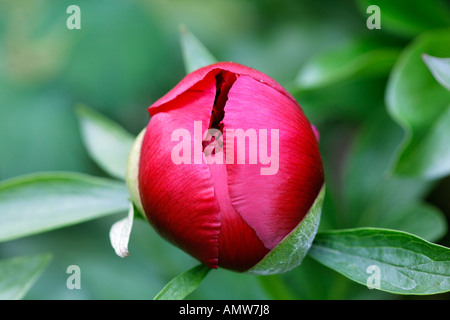 Blütenknospe des gemeinsamen Pfingstrose (Paeonia Officinalis) Deutschland Stockfoto