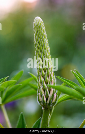 Blütenknospe der Lupine (Lupinus Angustifolius) Deutschland Stockfoto