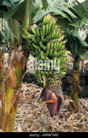 Banane (Musa x paradisiaca) Stockfoto