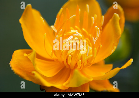 Globeflower (Trollblume Chinensis 'Golden Queen') Stockfoto