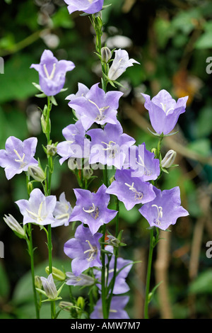 Pfirsich-blättrige Glockenblume (Campanula Persicifolia ´Grandiflora Coerulea´) Stockfoto