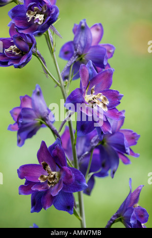 Rittersporn (Konsolidierung Ambigua = Delphinium Ajacis), giftige Pflanze Stockfoto