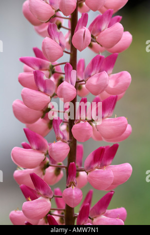 Blume der Lupine (Lupinus Angustifolius) Deutschland Stockfoto