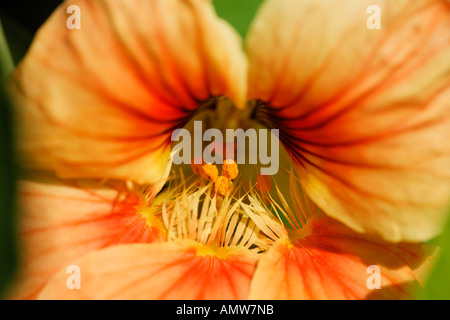 Kapuzinerkresse (Tropaeolum Majus) Stockfoto