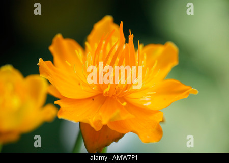 Globeflower (Trollblume Chinensis 'Golden Queen') Stockfoto