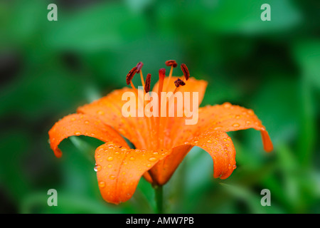 Feuerlilie, Feuer-Lilie (Lilium Bulbiferum)-Deutschland Stockfoto