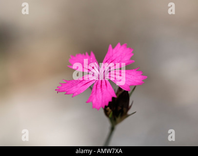 Clusterhead, Clusterhead rosa, rosa Kartäuser (Dianthus Carthusianorum) Deutschland Stockfoto