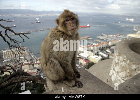 Macaca Sylvanus Barbary Affe Gibraltar Stockfoto