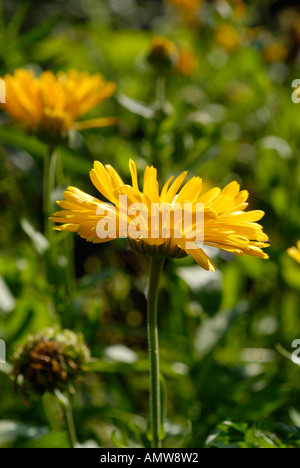 Ringelblume Calendula officinalis Stockfoto