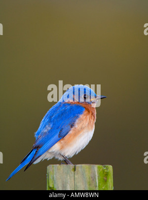 Ein Mann sitzt östlichen Bluebird thront auf einem Beitrag zeigt brillante Zucht Farben Stockfoto